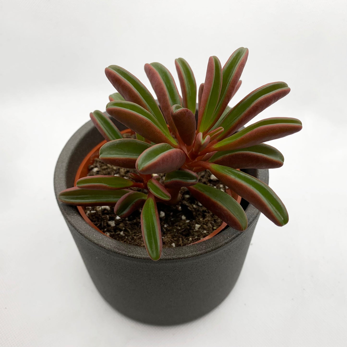 Peperomia graveolens | 4’’