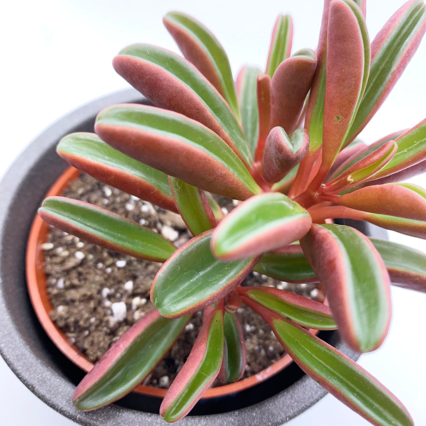 Peperomia graveolens | 4’’