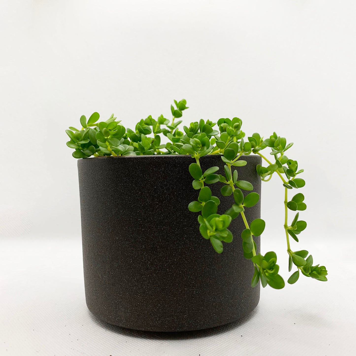 Peperomia japonica | 4’’