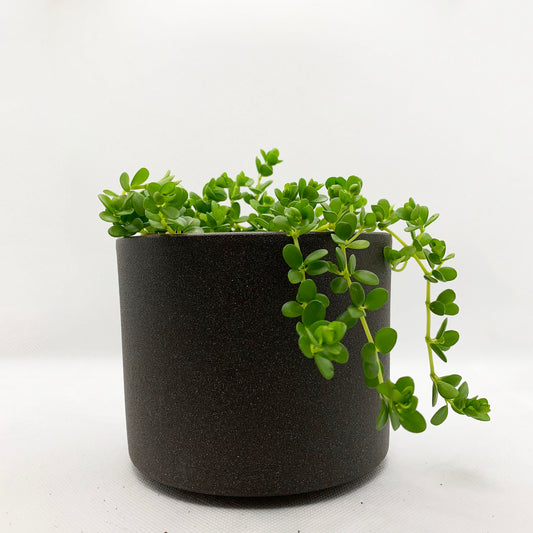 Peperomia japonica | 4’’