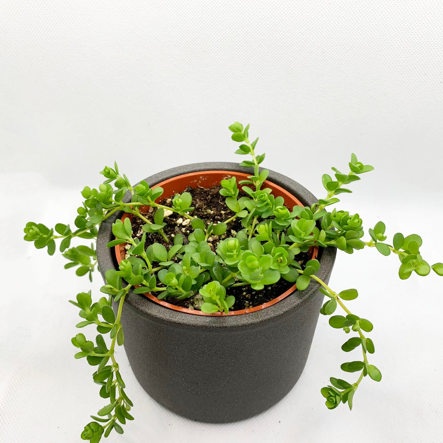 Peperomia japonica | 4’’
