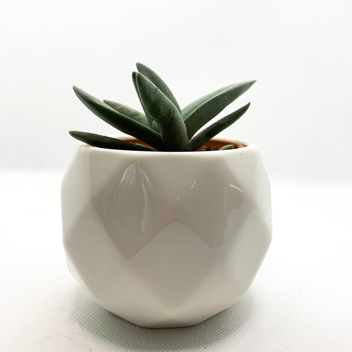 Crassula falcata | 2,5"