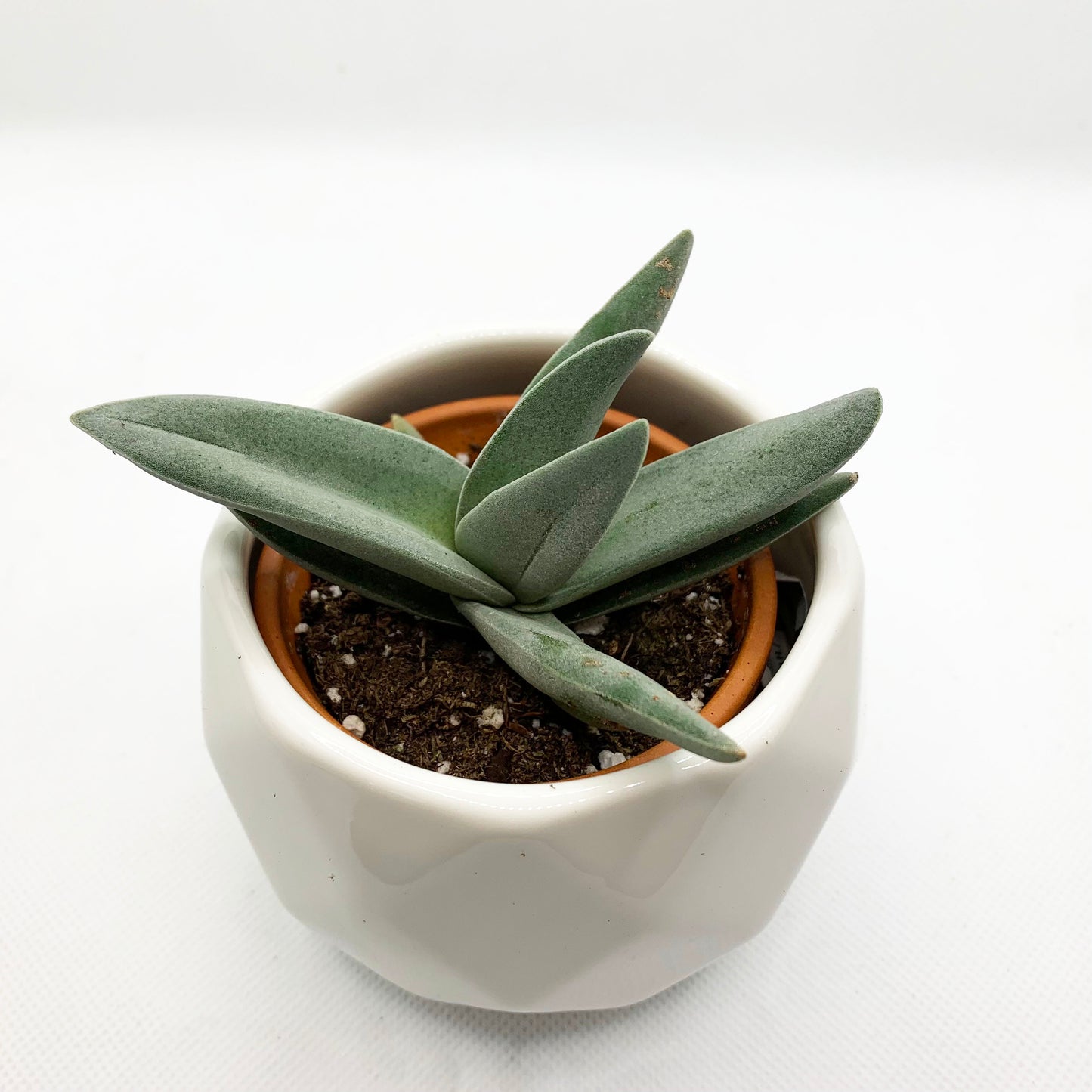Crassula falcata | 2,5"