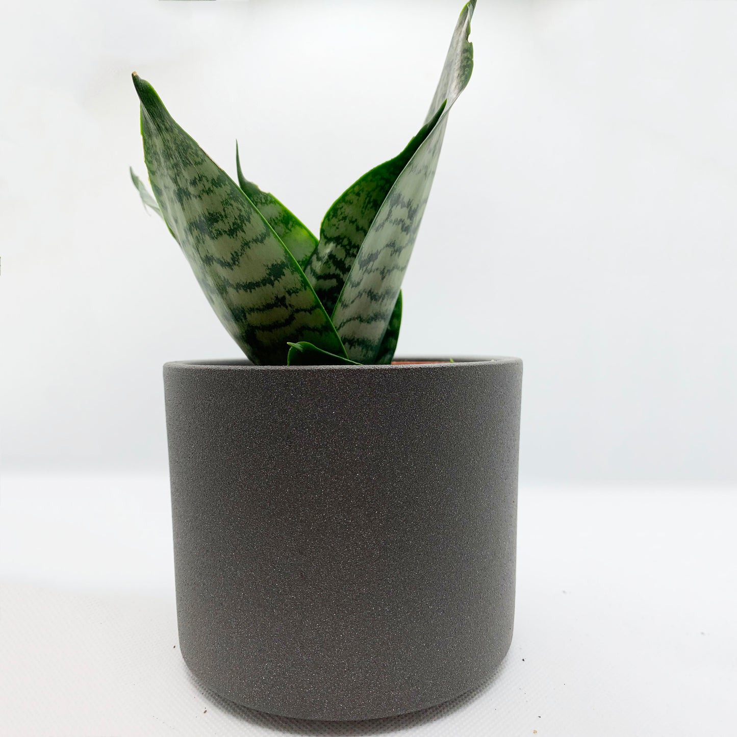 Sanseveria | 4"