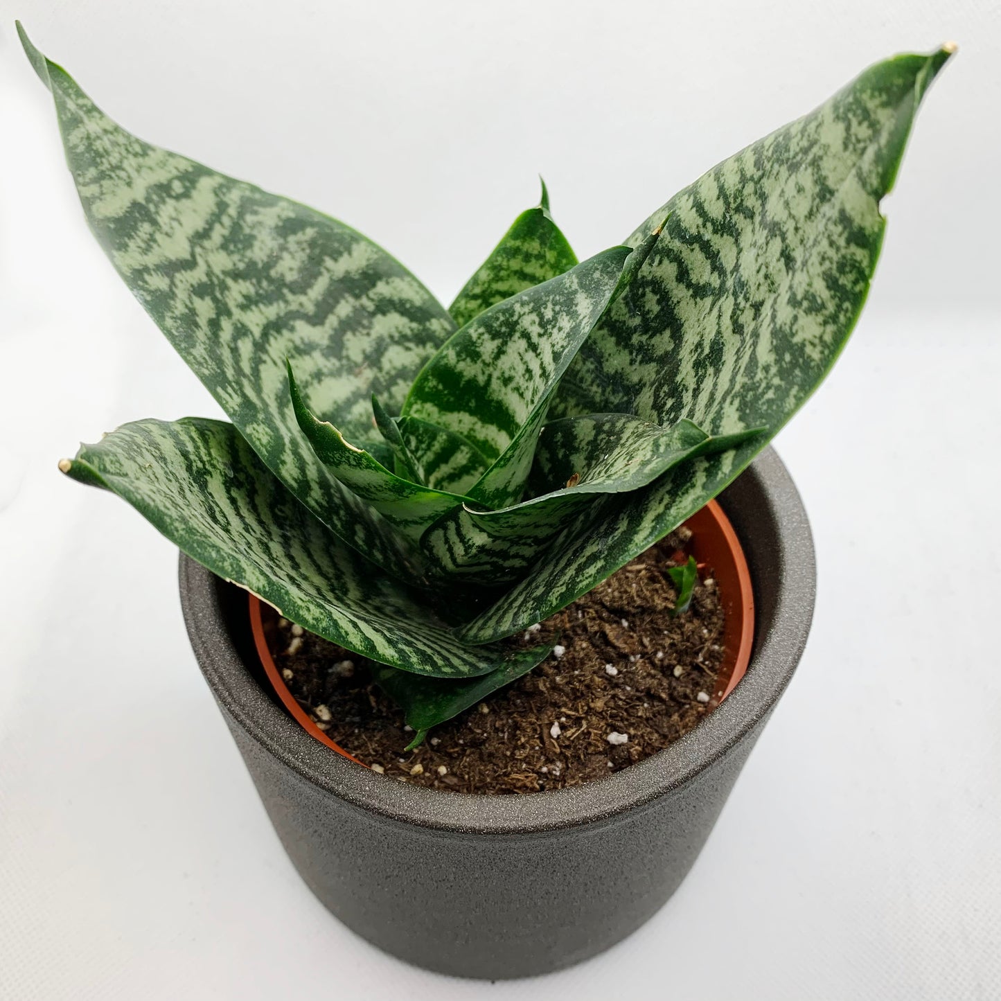 Sanseveria | 4"