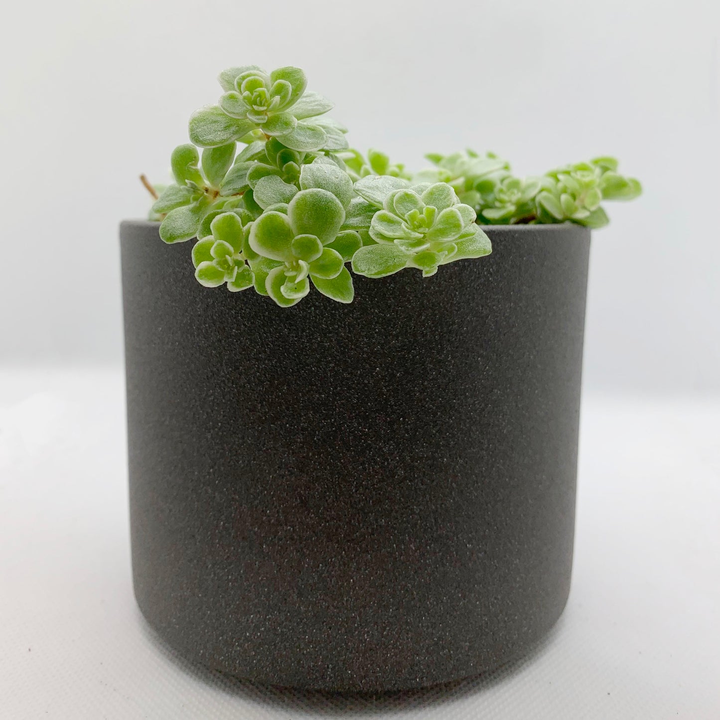 Sedum | 4"