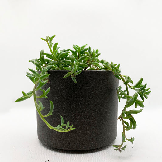 Senecio peregrinus | 4’’