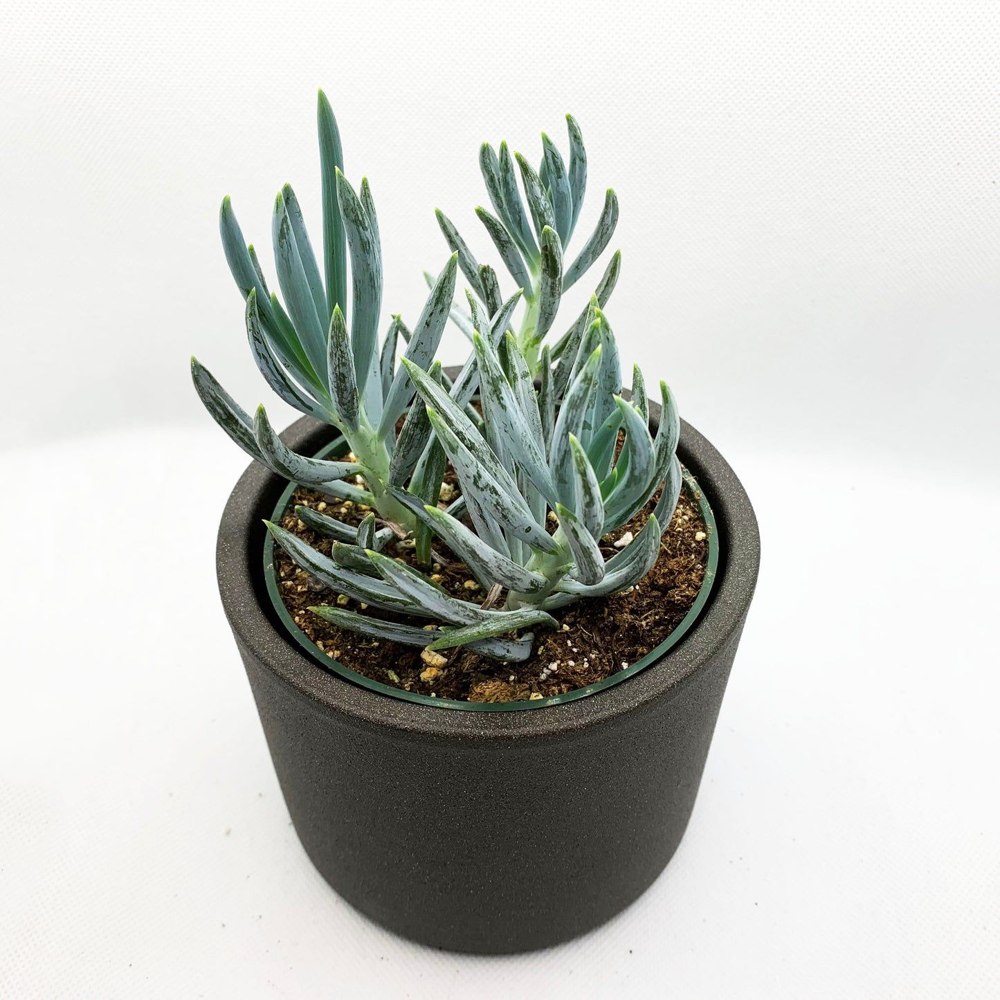 Senecio serpens | 4’’