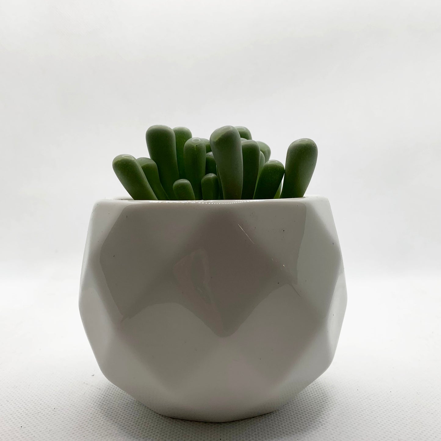 Fenestraria rhopalophylla | 2,5’’