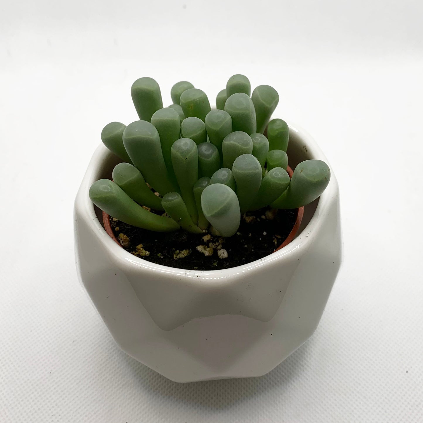 Fenestraria rhopalophylla | 2,5’’