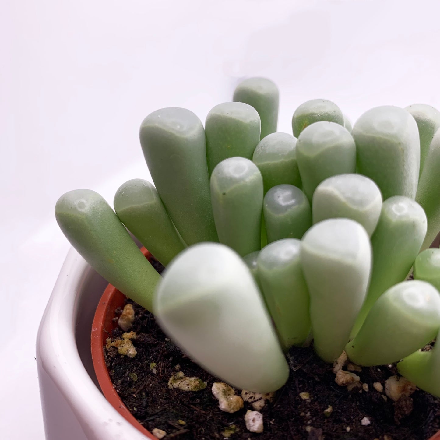 Fenestraria rhopalophylla | 2,5’’