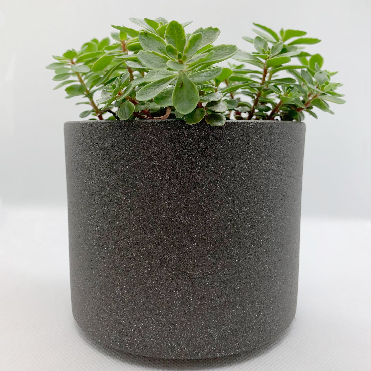 Sedum kamtschasticum | 4"